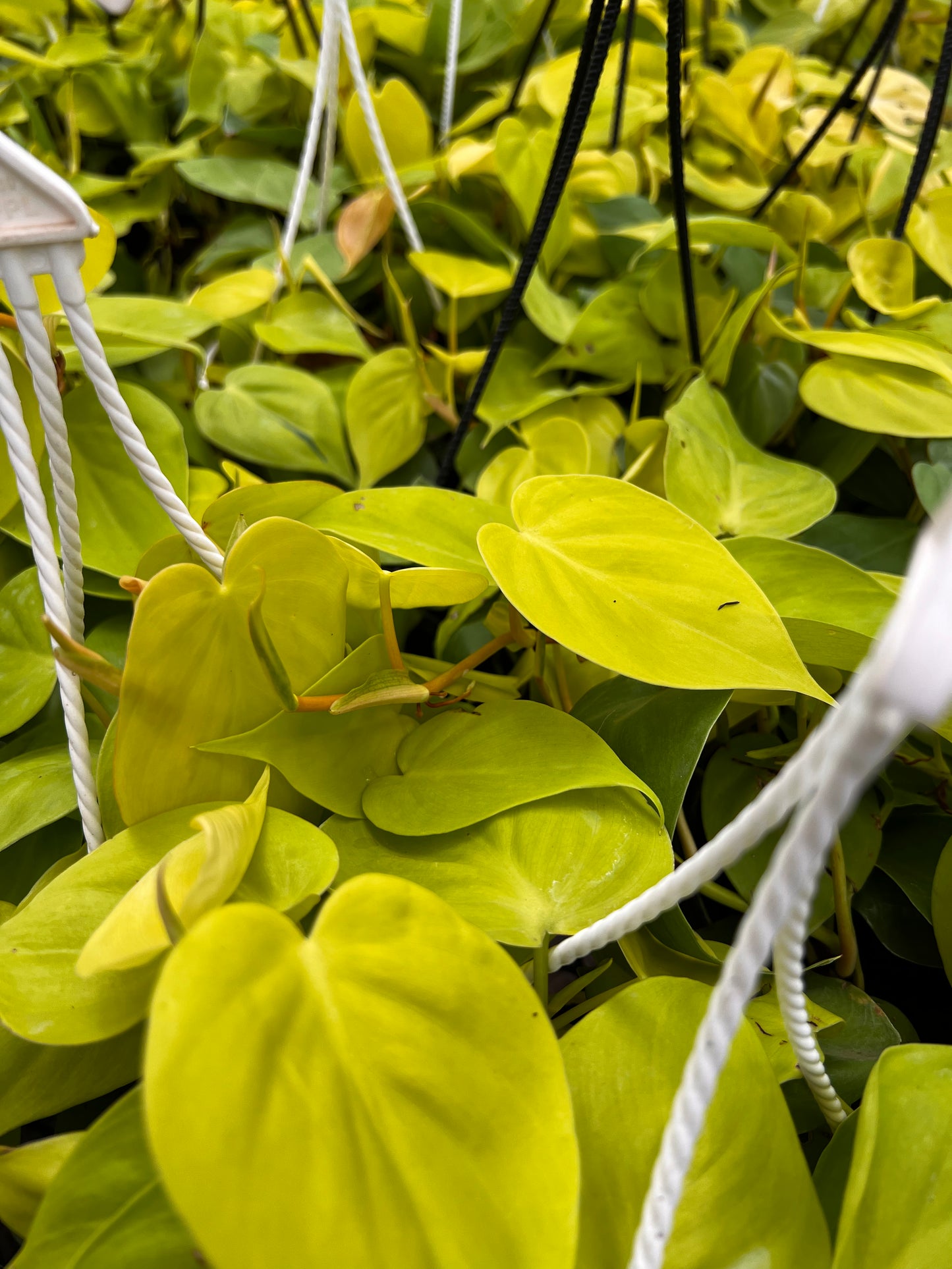 Philodendron Heartleaf Neon