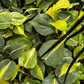 Philodendron Brazilian
