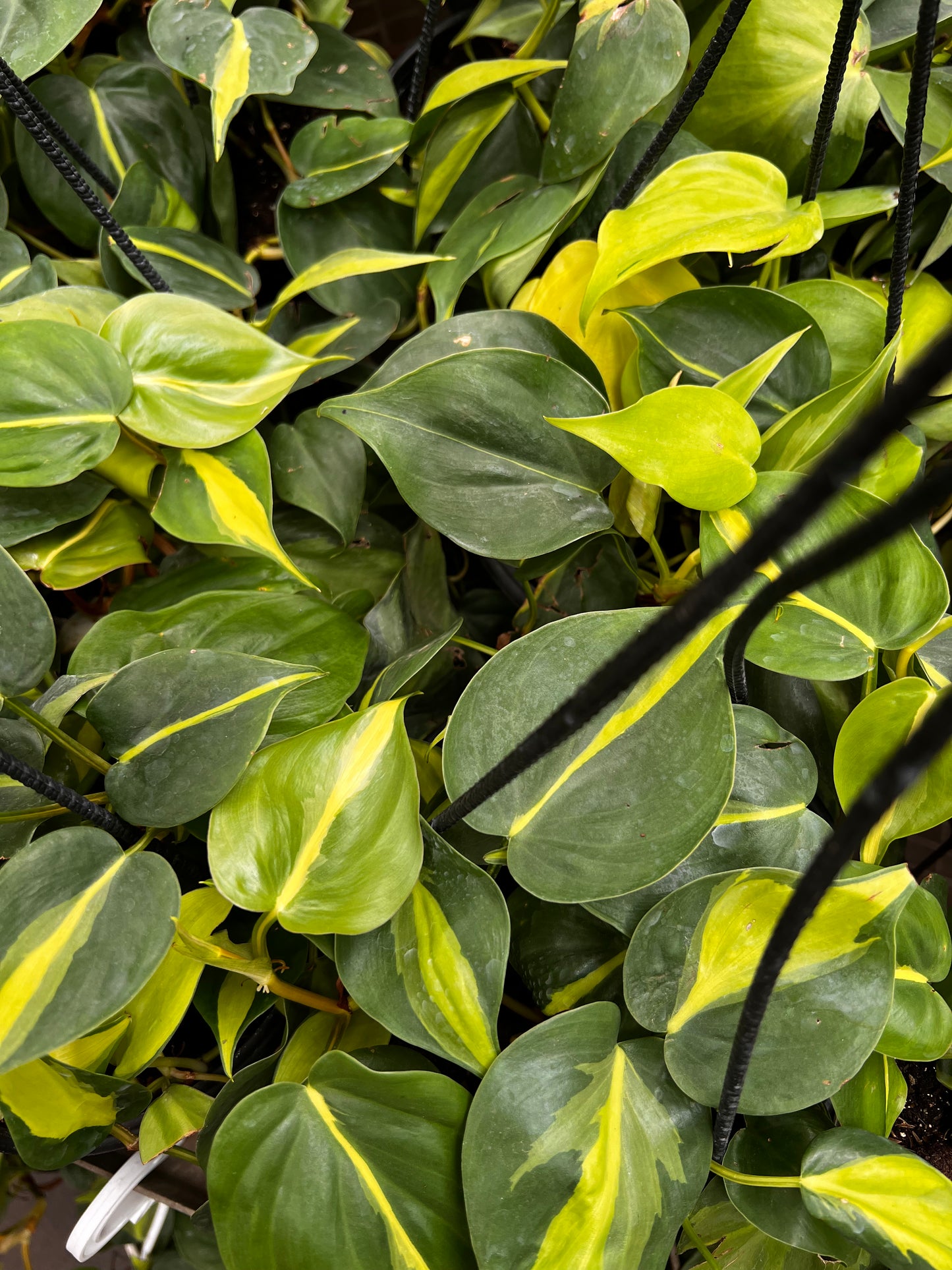 Philodendron Brazilian