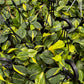 Philodendron Brazilian