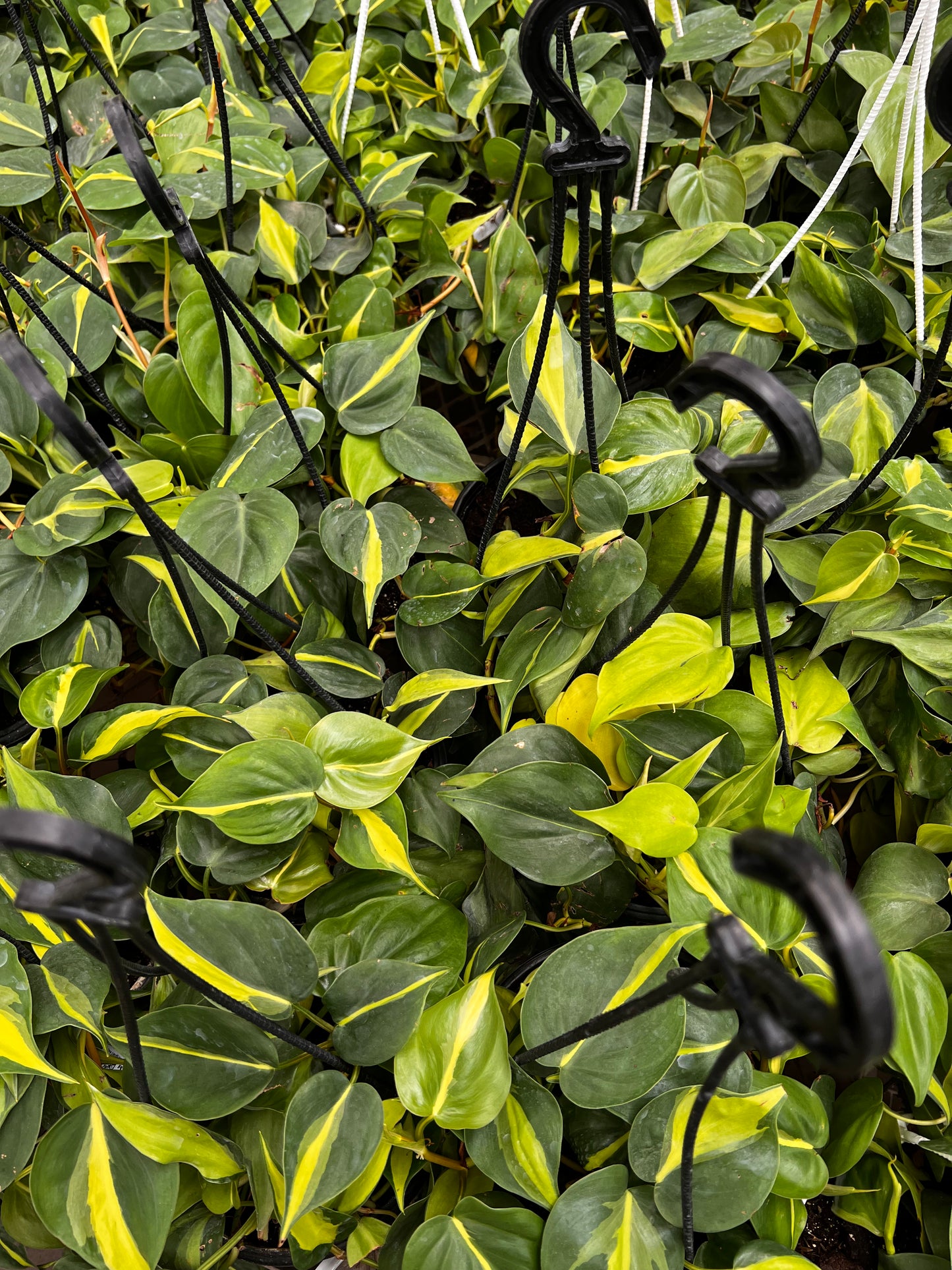 Philodendron Brazilian