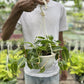 Philodendron Brazilian