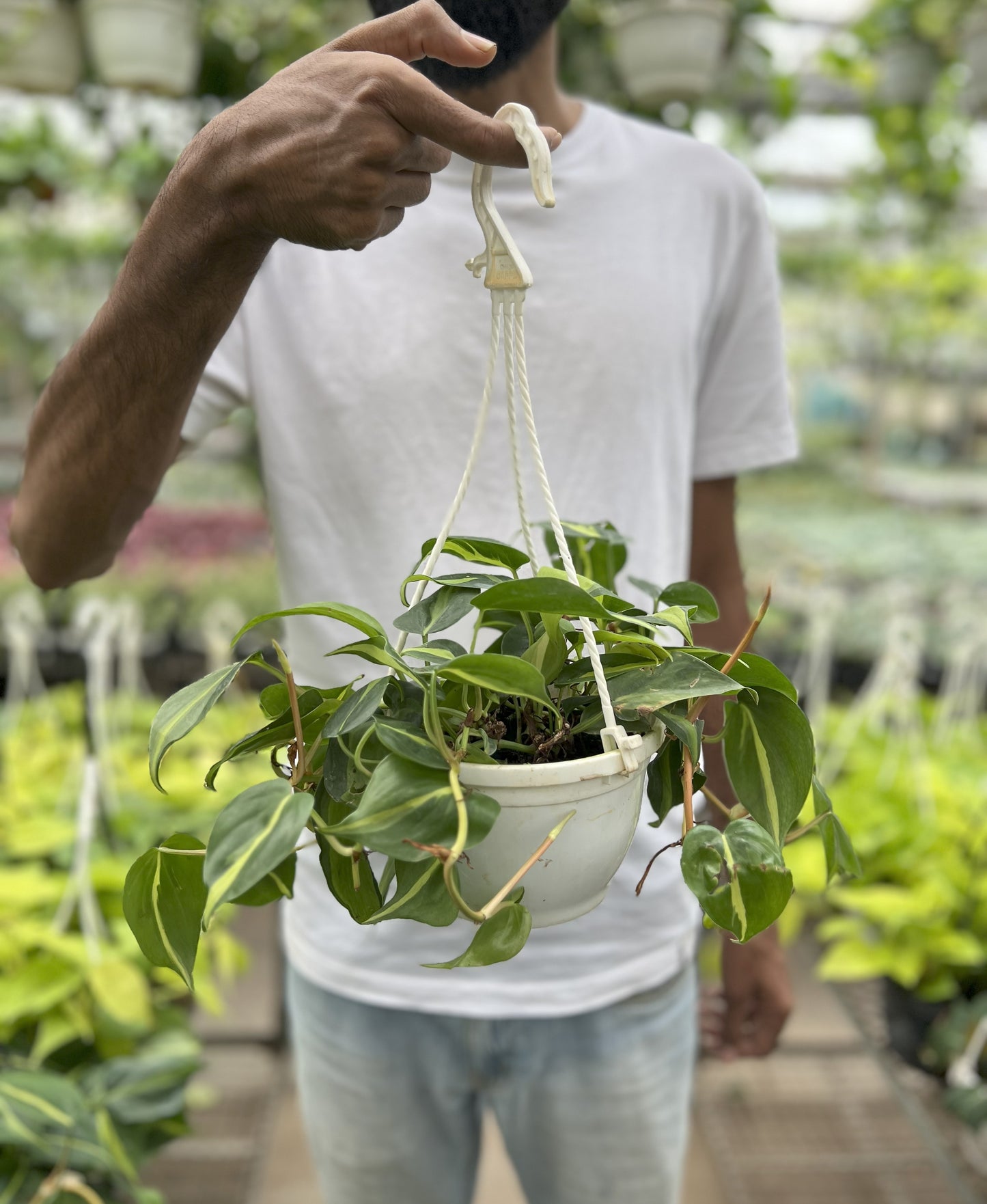 Philodendron Brazilian