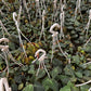Philodendron Micans