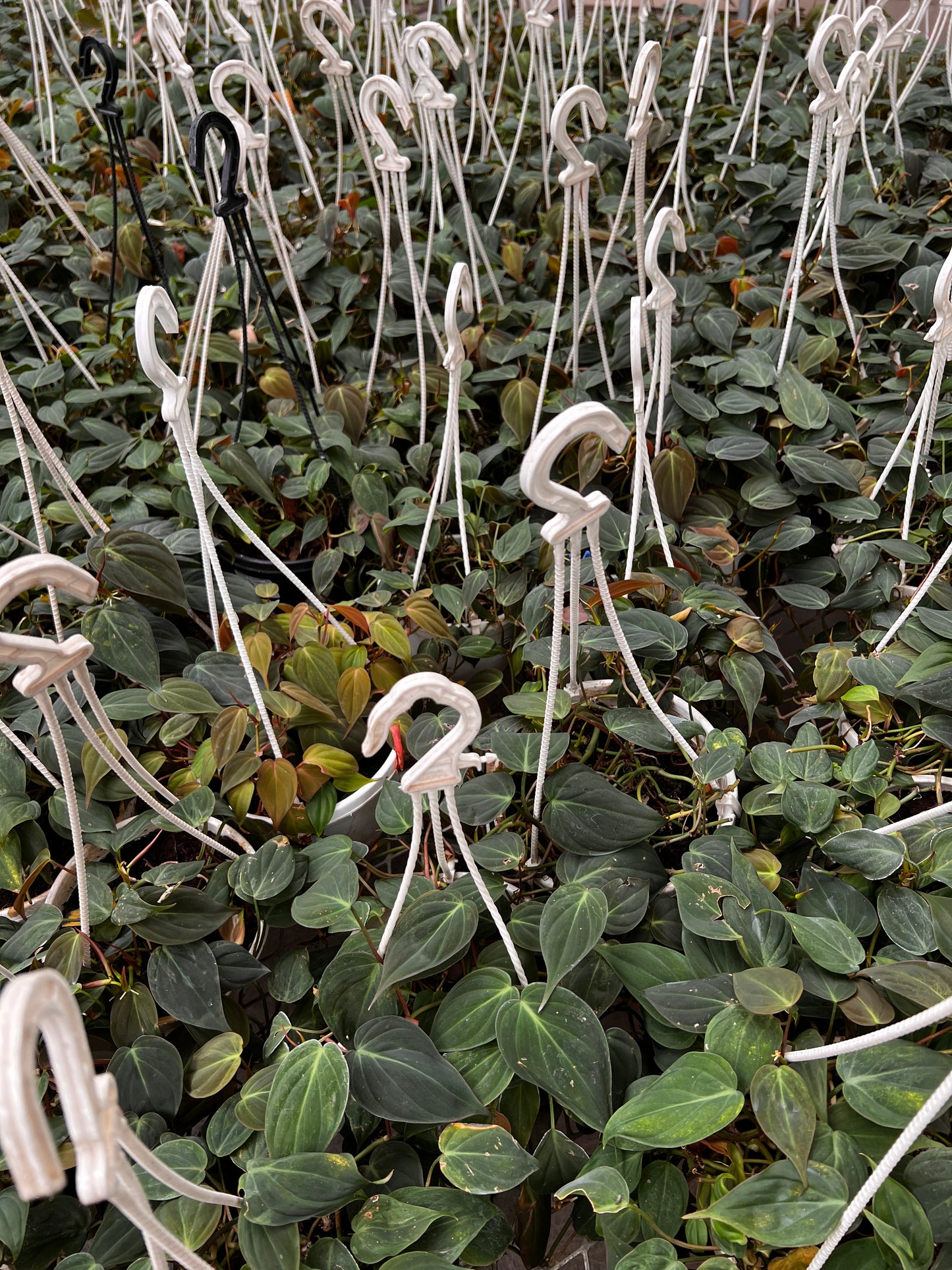 Philodendron Micans