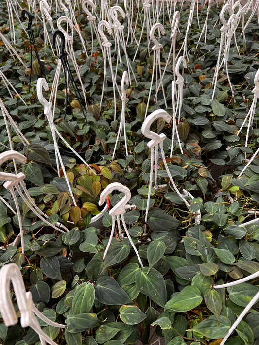 Philodendron Micans