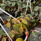 Philodendron Micans