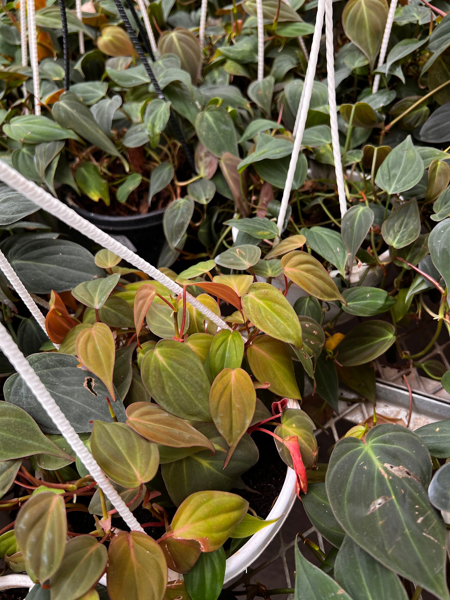 Philodendron Micans
