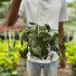 Philodendron Micans
