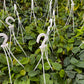 Hanging Philodendron Heartleaf
