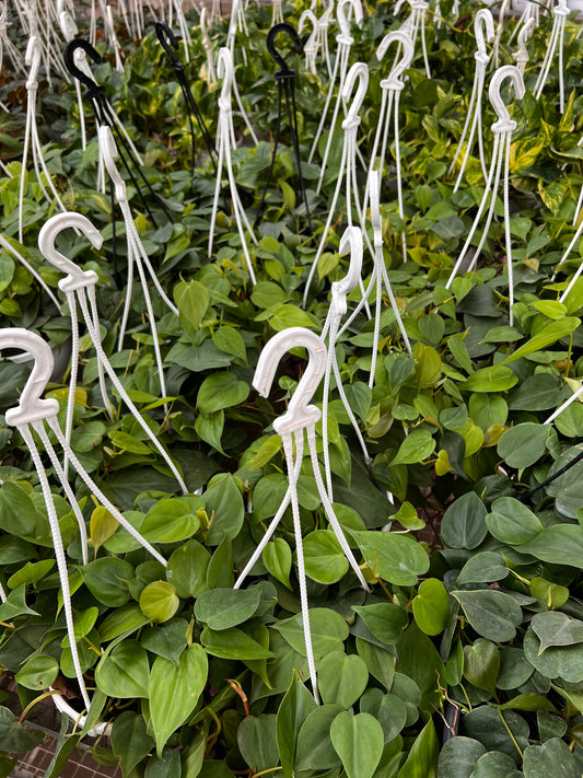 Hanging Philodendron Heartleaf