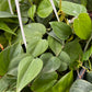 Hanging Philodendron Heartleaf