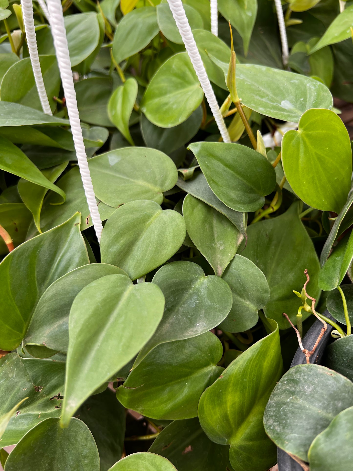 Hanging Philodendron Heartleaf