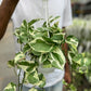 Hanging N'joy Pothos