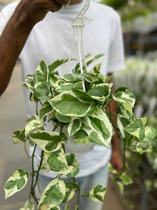Hanging N'joy Pothos