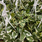 Hanging N'joy Pothos