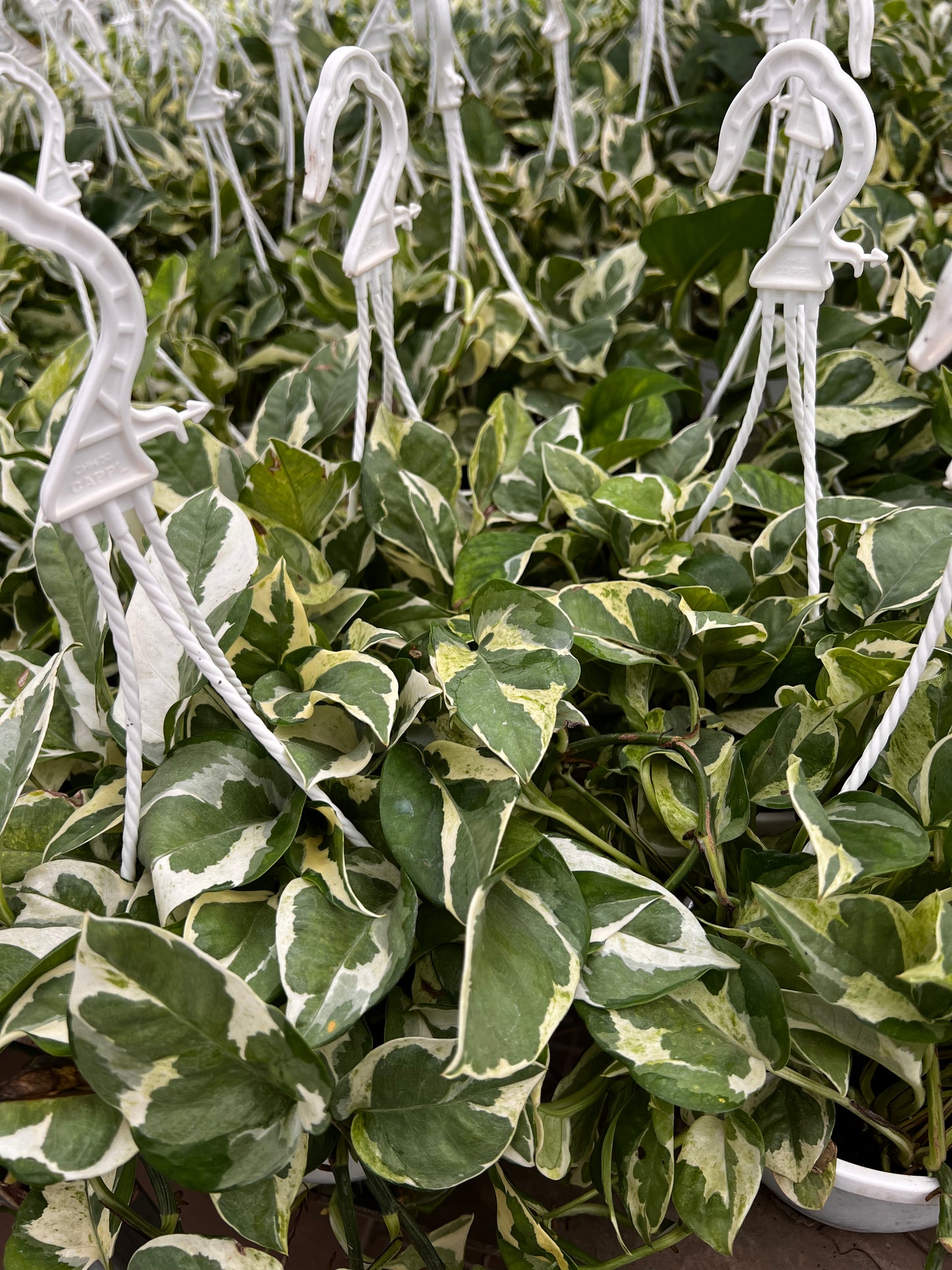 Hanging N'joy Pothos