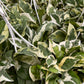 Hanging N'joy Pothos