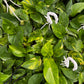 Hanging Money Plant