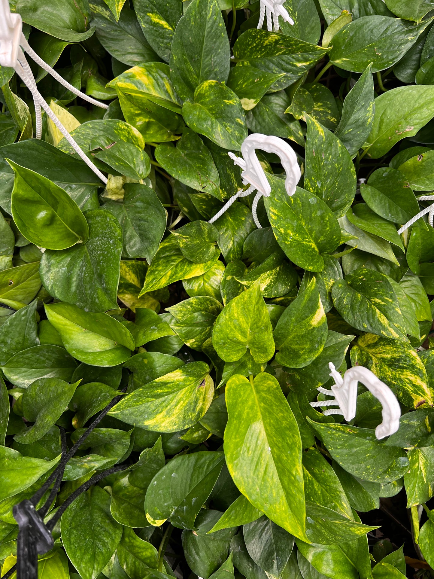 Hanging Money Plant