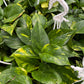 Hanging Money Plant
