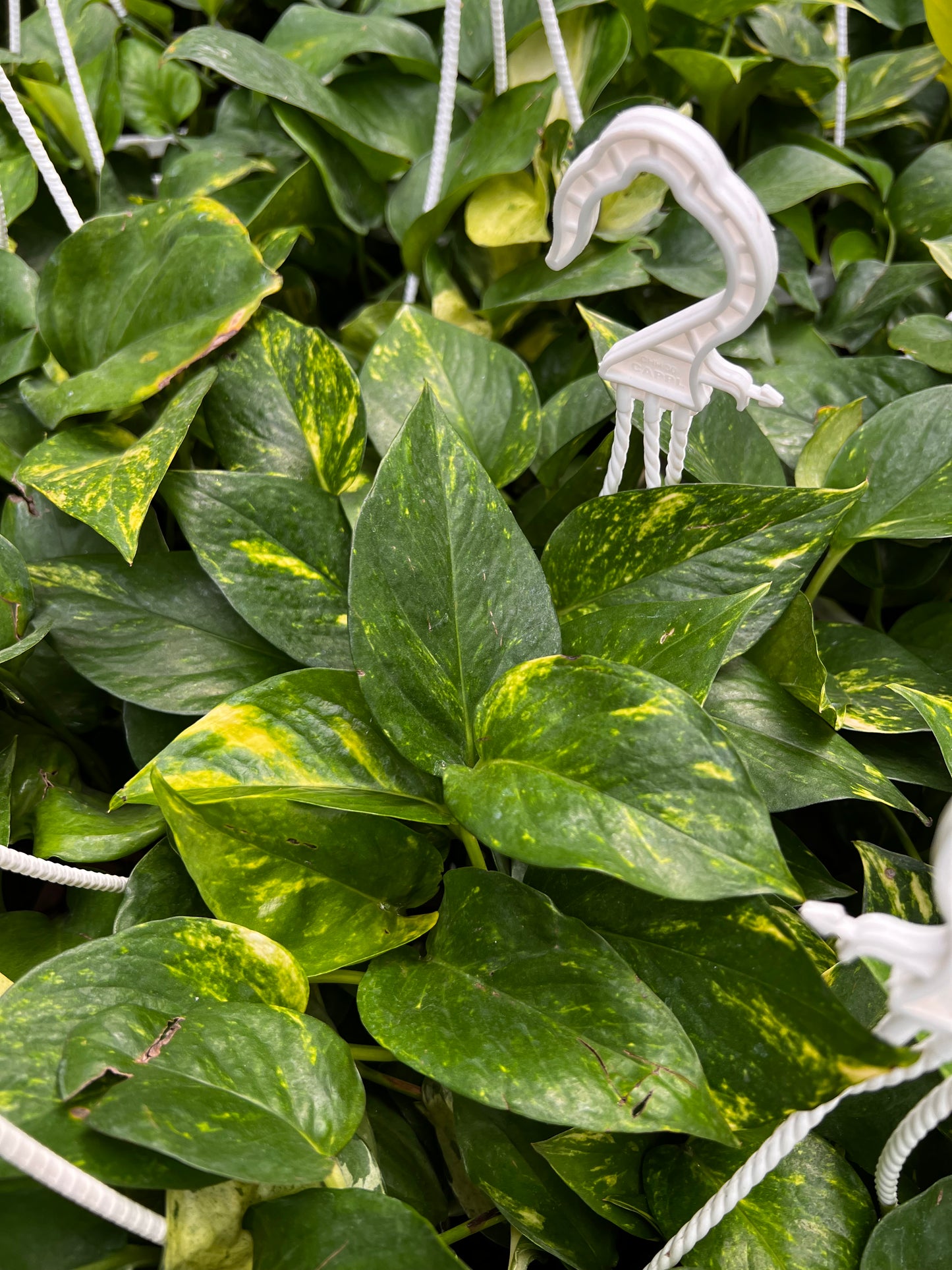 Hanging Money Plant