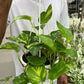 Hanging Money Plant