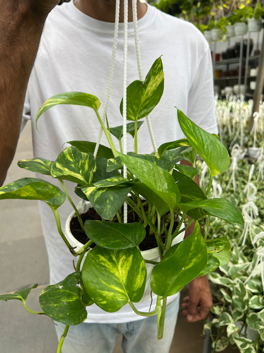 Hanging Money Plant