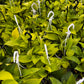 Hanging Neon Pothos