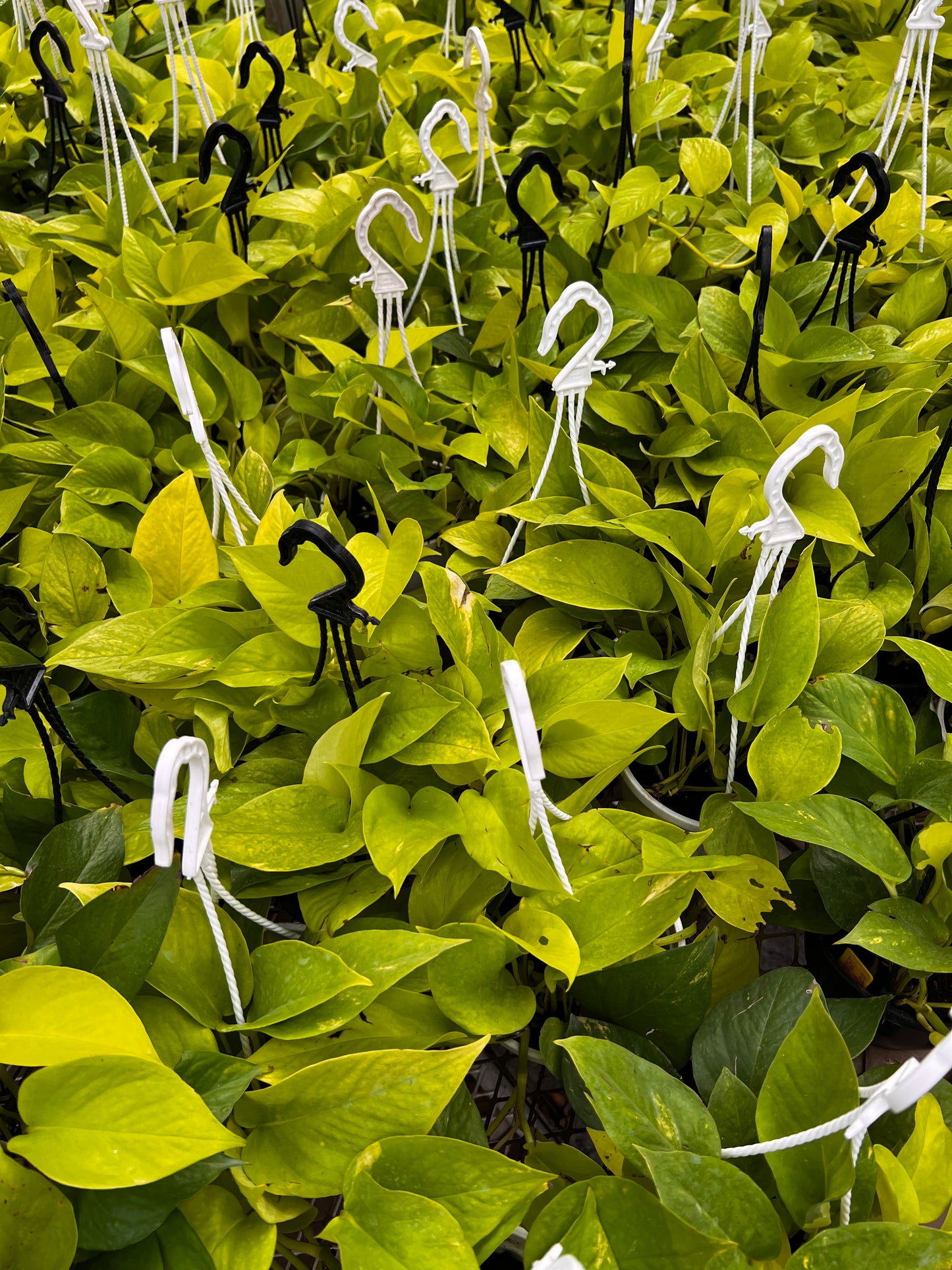 Hanging Neon Pothos