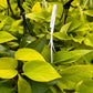 Hanging Neon Pothos