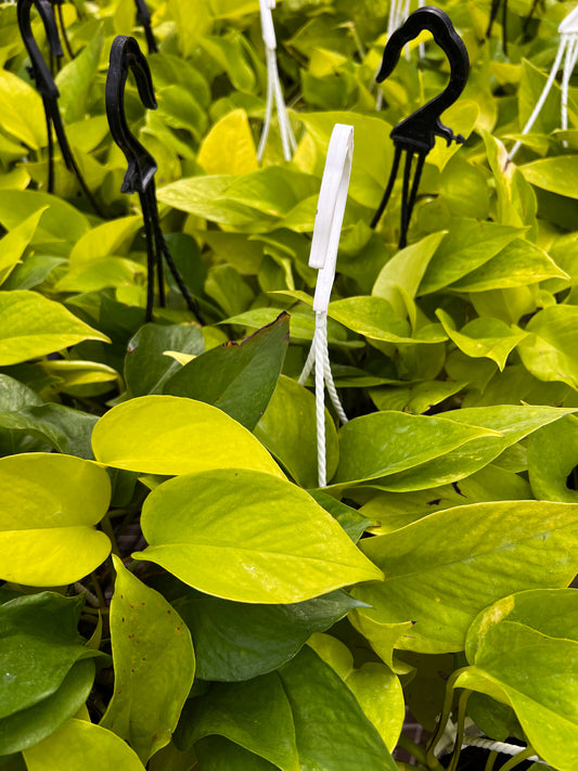 Hanging Neon Pothos