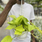 Hanging Neon Pothos