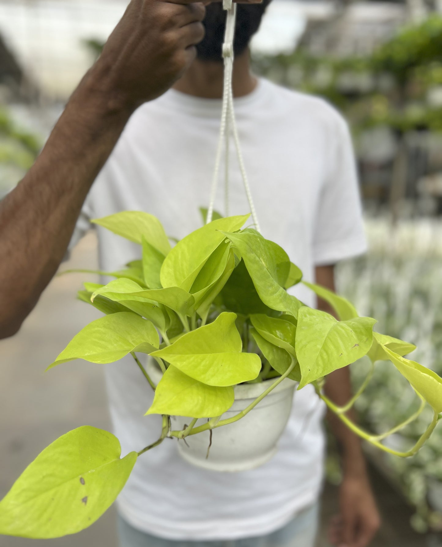 Hanging Neon Pothos