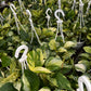 Hanging marble Queen Pothos
