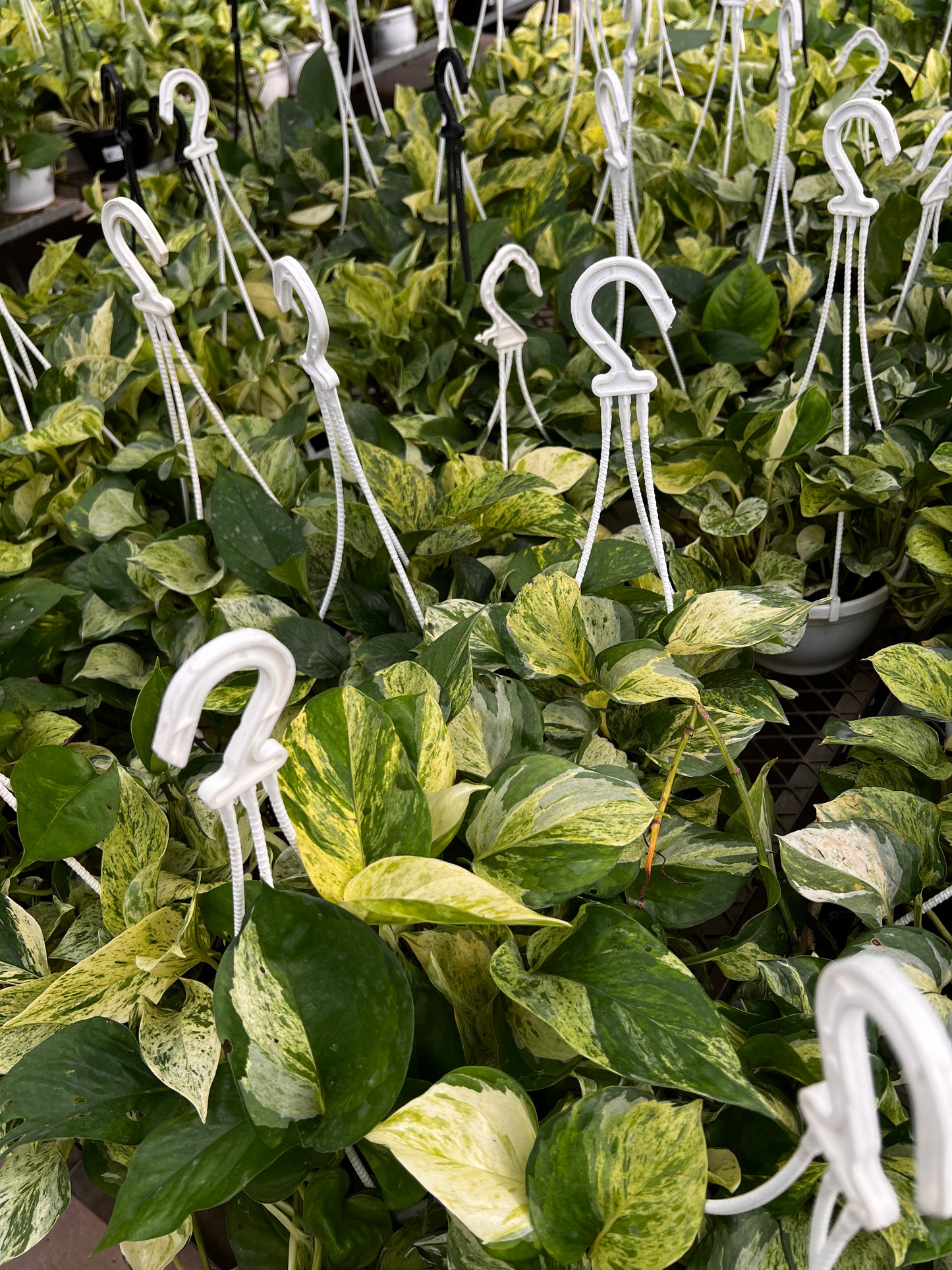 Hanging marble Queen Pothos
