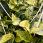 Hanging marble Queen Pothos