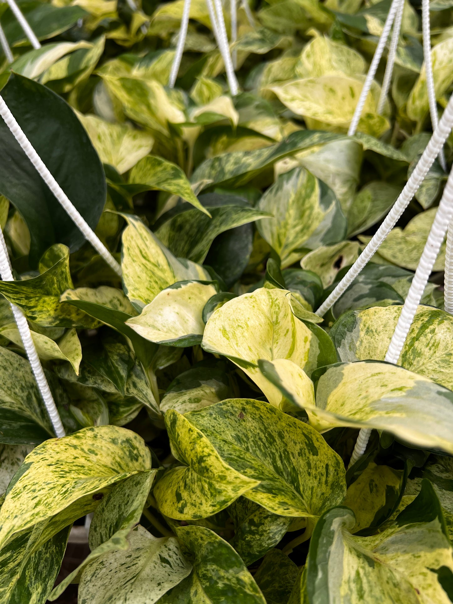 Hanging marble Queen Pothos