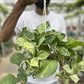 Hanging marble Queen Pothos