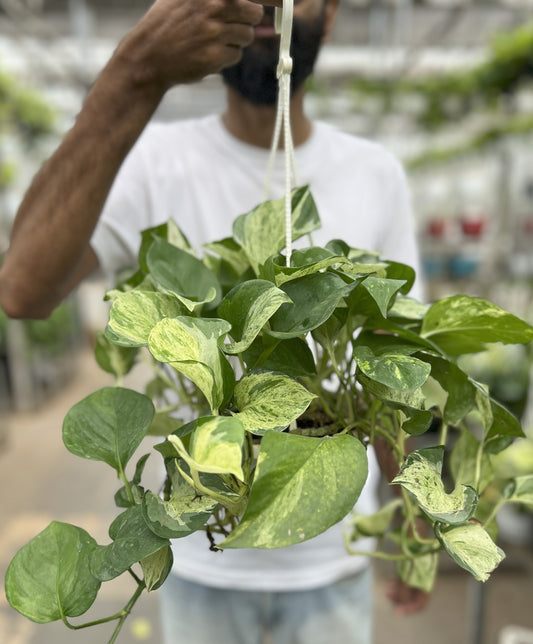Hanging marble Queen Pothos