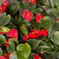Red Anthurium