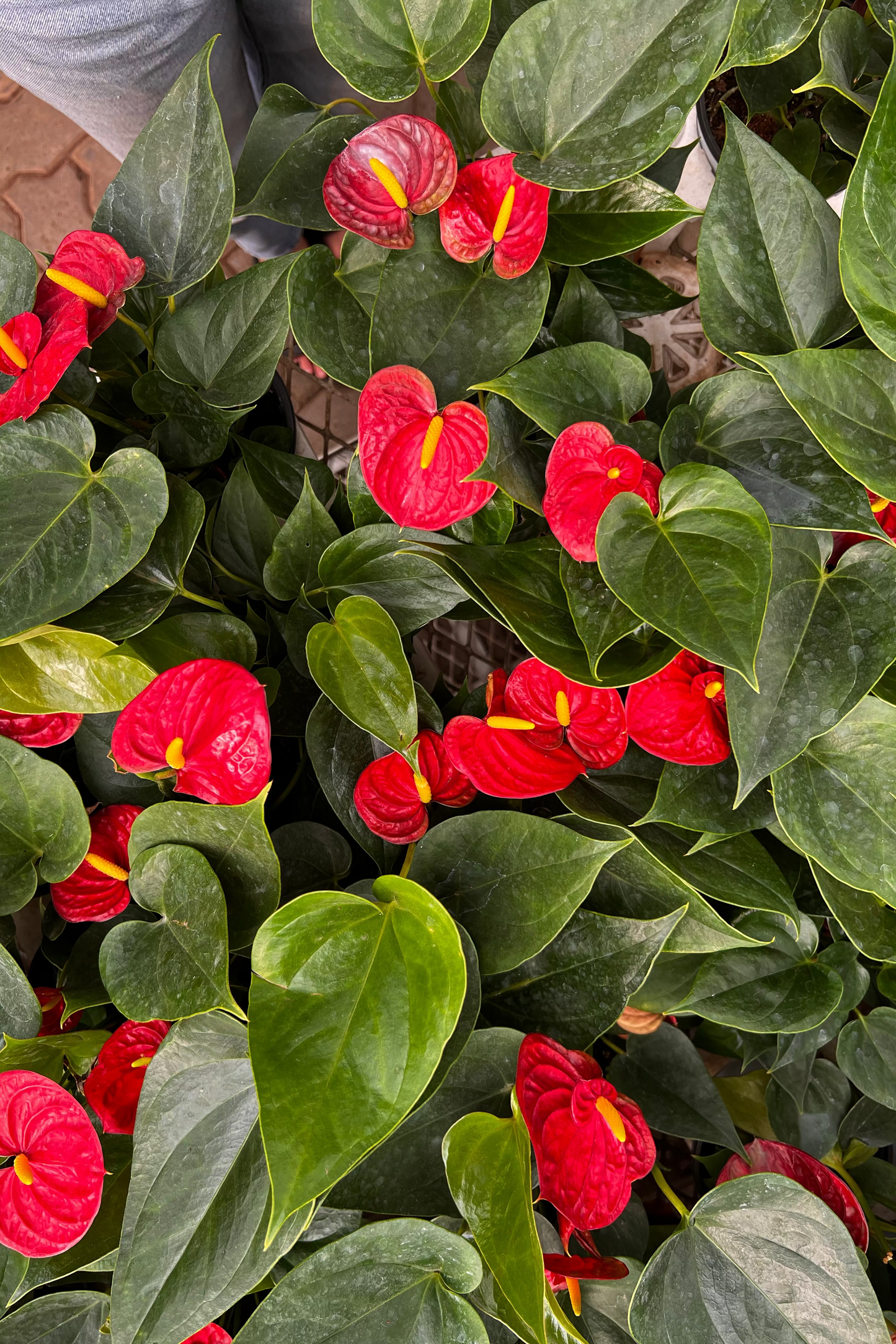 Red Anthurium
