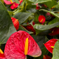 Red Anthurium