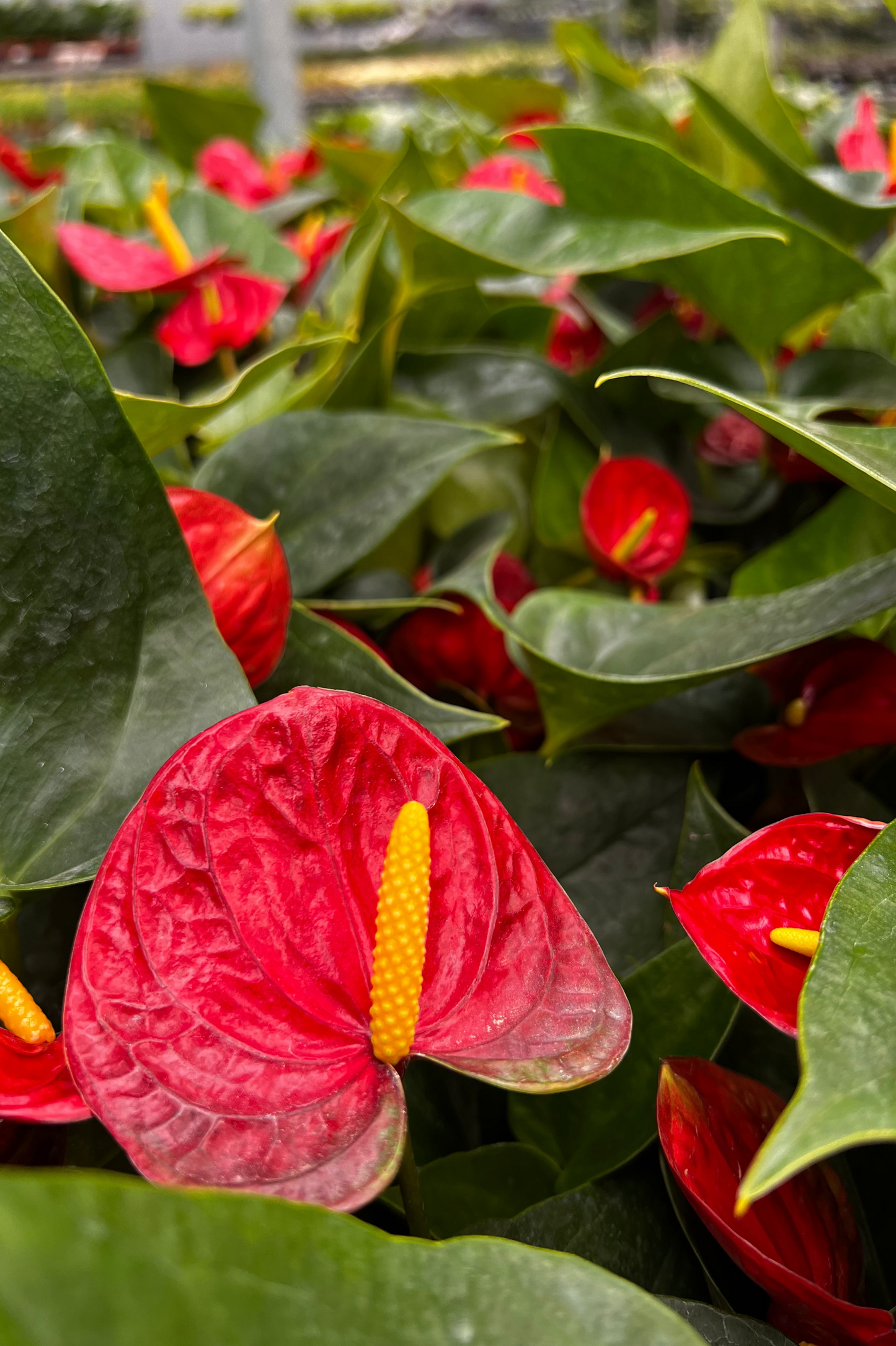Red Anthurium