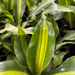 Dracena Corn Plant