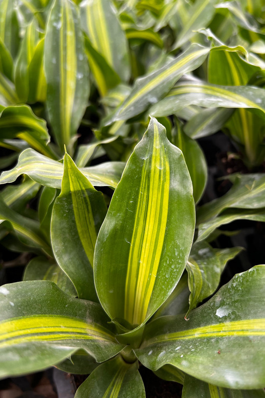 Dracena Corn Plant