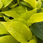 Neon Pothos