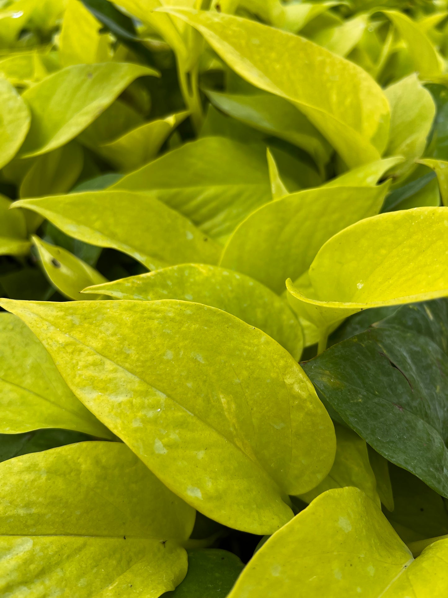 Neon Pothos
