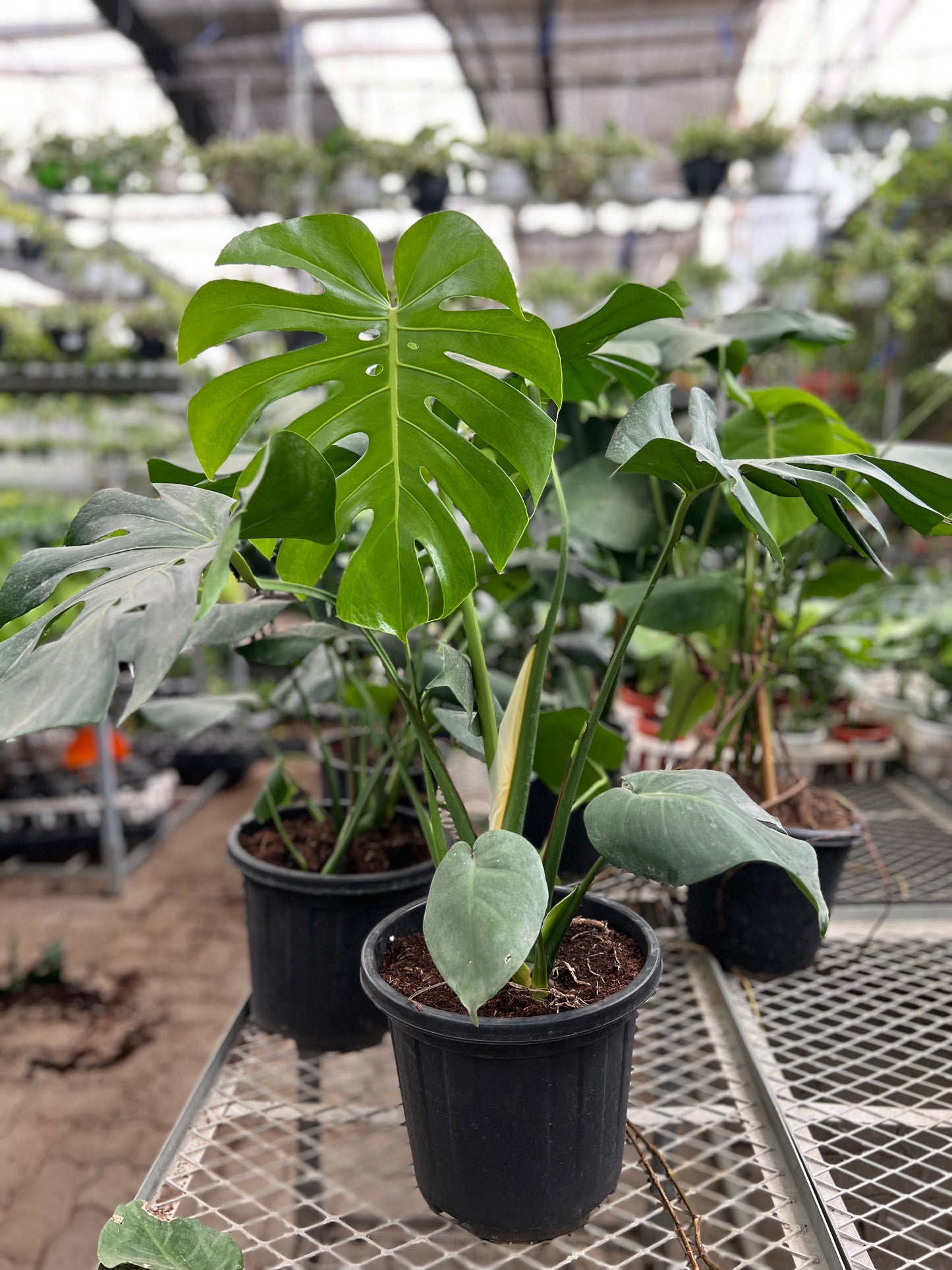 Monstrea Deliciosa
