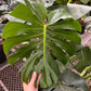Monstrea Deliciosa